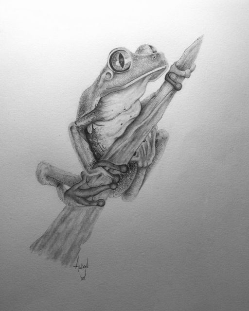 512x640 Tree Frog - Tree Frog Sketch