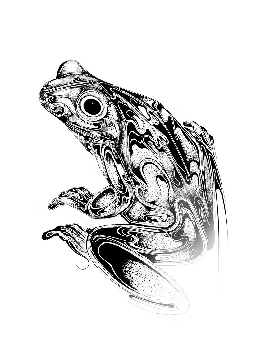 824x1165 Tree Frog Si Scott Store - Tree Frog Sketch