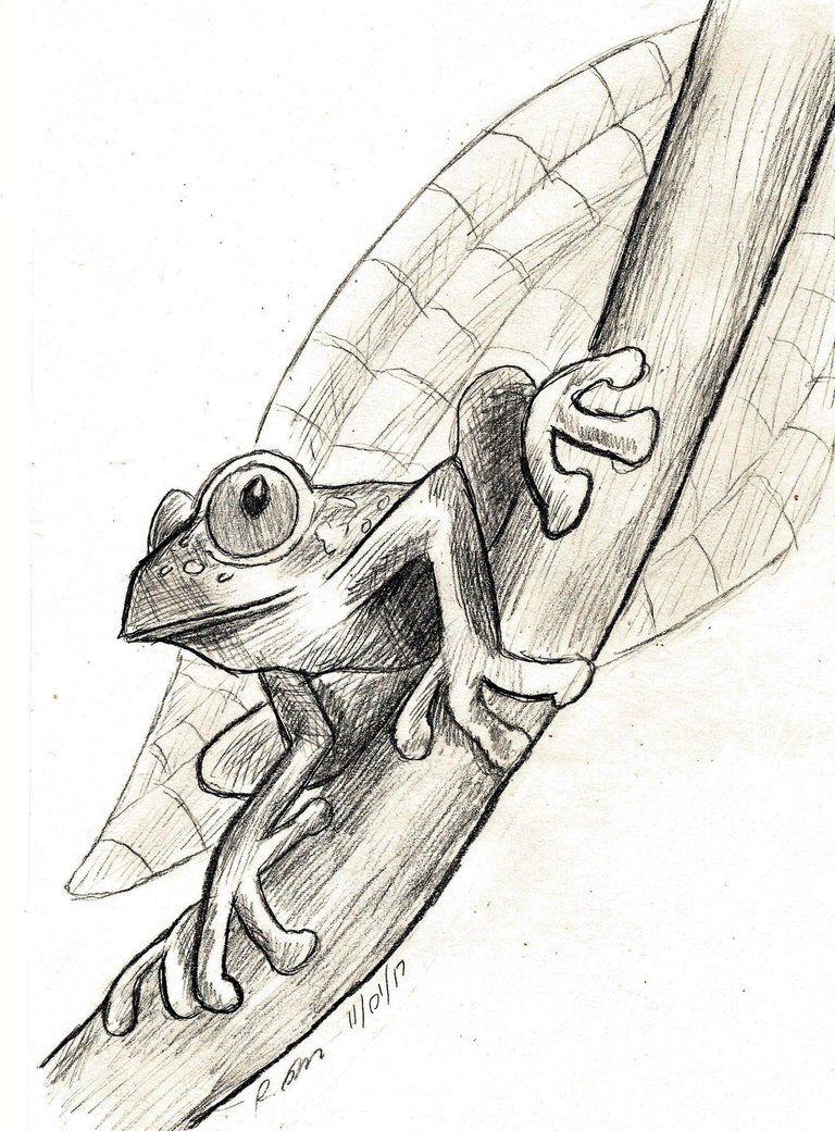 768x1040 Tree Frog Sketch By Chibibeckyg - Tree Frog Sketch