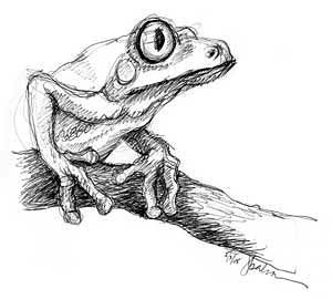 300x270 Tree Frog - Tree Frog Sketch