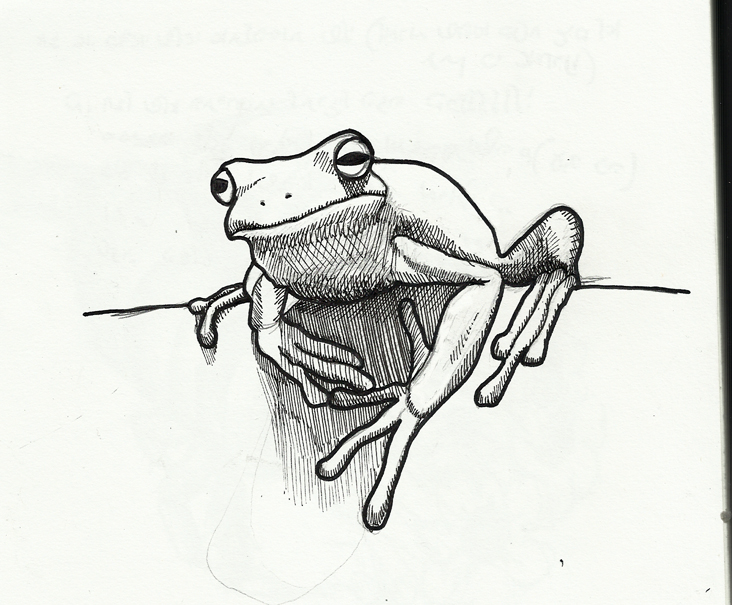 732x605 Tree Frog Sketch By Sevenths - Tree Frog Sketch