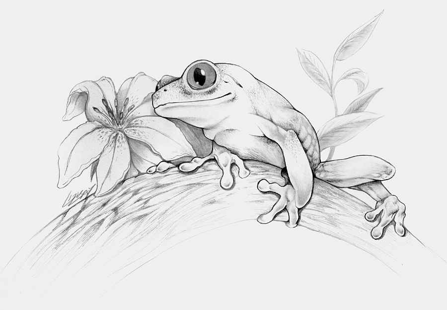 Tree Frog Sketch at Explore collection of Tree