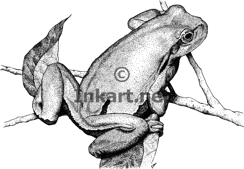 800x553 Wildlife Art Tree Frogs - Tree Frog Sketch