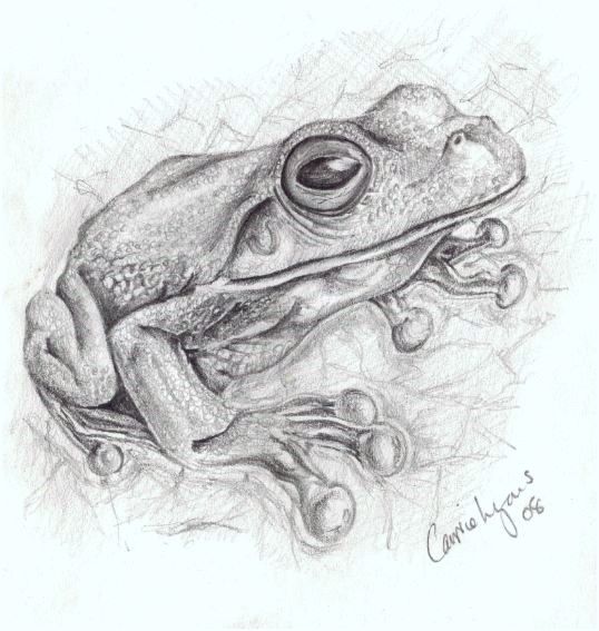 538x567 Pretty Tree Frog By Carriephlyons - Tree Frog Sketch
