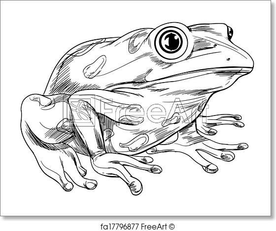 560x470 Free Art Print Of Frog Outline. Black And White Sketch Of A Frog - Tree Frog Sketch