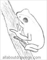 153x196 Frog Drawings In Pencil - Tree Frog Sketch