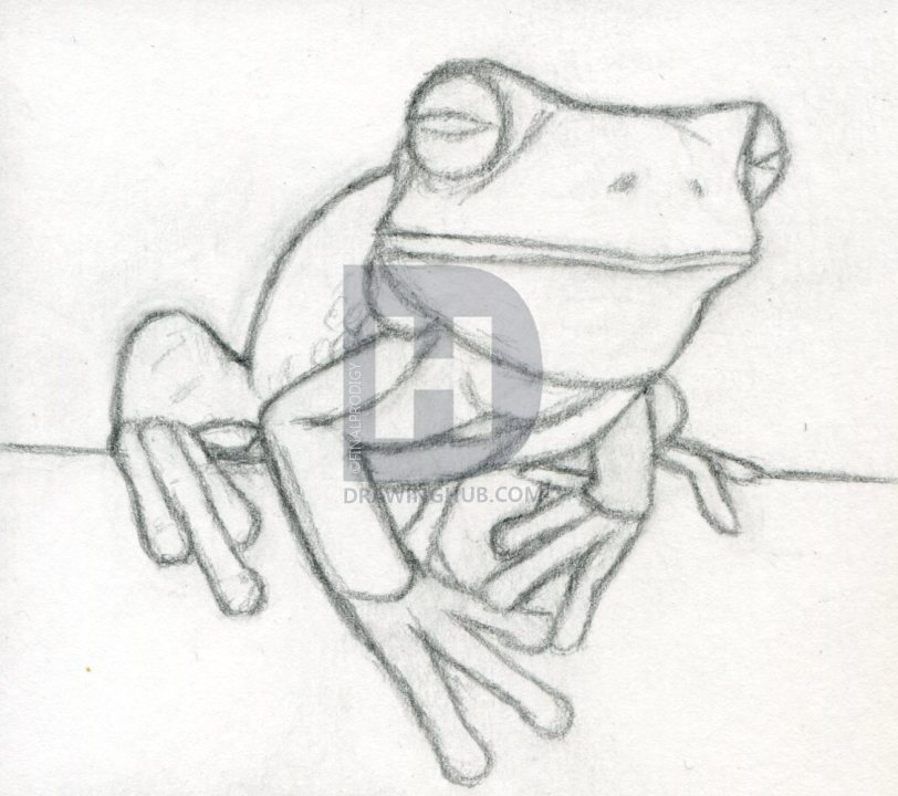 812x720 How To Draw A Realistic Frog, White Lipped Tree Frog, Step By Step - Tree Frog Sketch