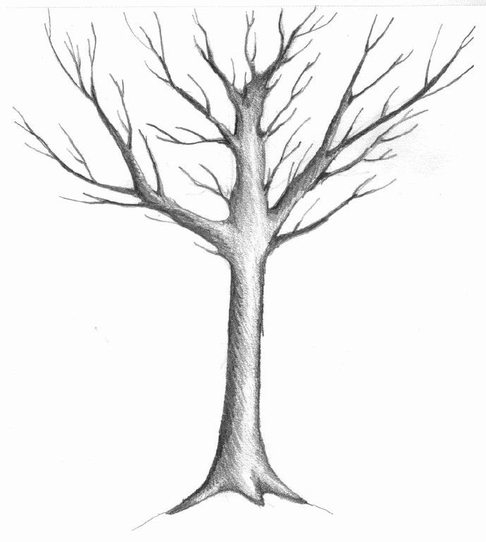 689x768 Trees Drawings Sketch Of A Winter Tree By Judith M. Feingold A - Tree Image Sketch