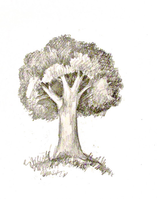 545x690 How To Draw A Tree - Tree Image Sketch