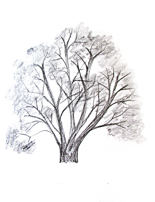 528x690 How To Draw A Tree - Tree Leaves Sketch