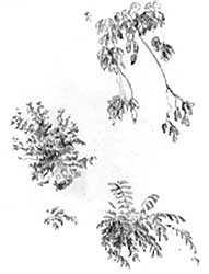 191x250 How To Draw Trees (Part 1) By Diane Wright - Tree Leaves Sketch