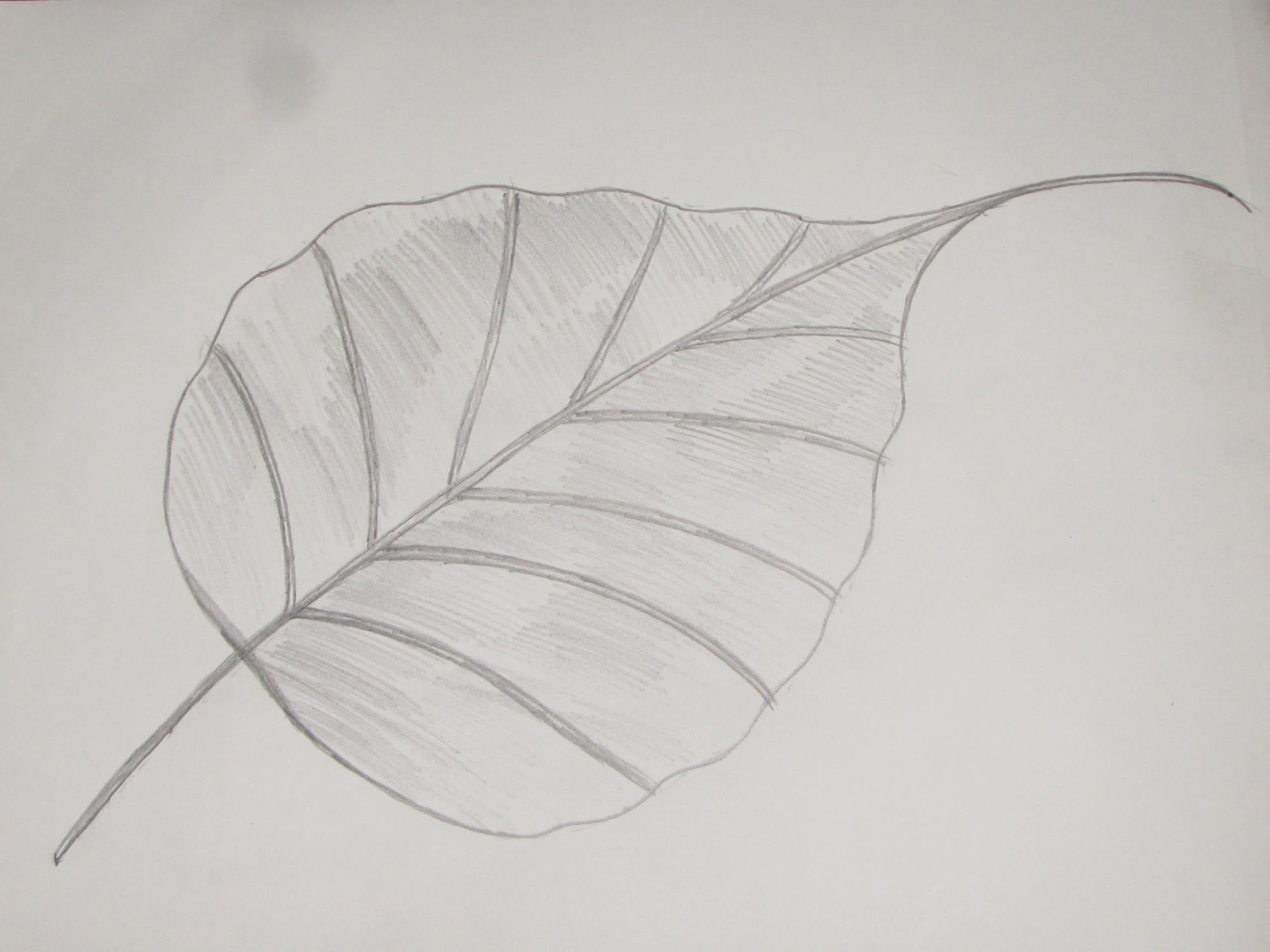 2000x1500 How To Draw And Sketch Ficus Religiosa (Peepal) Leaf - Tree Leaves Sketch