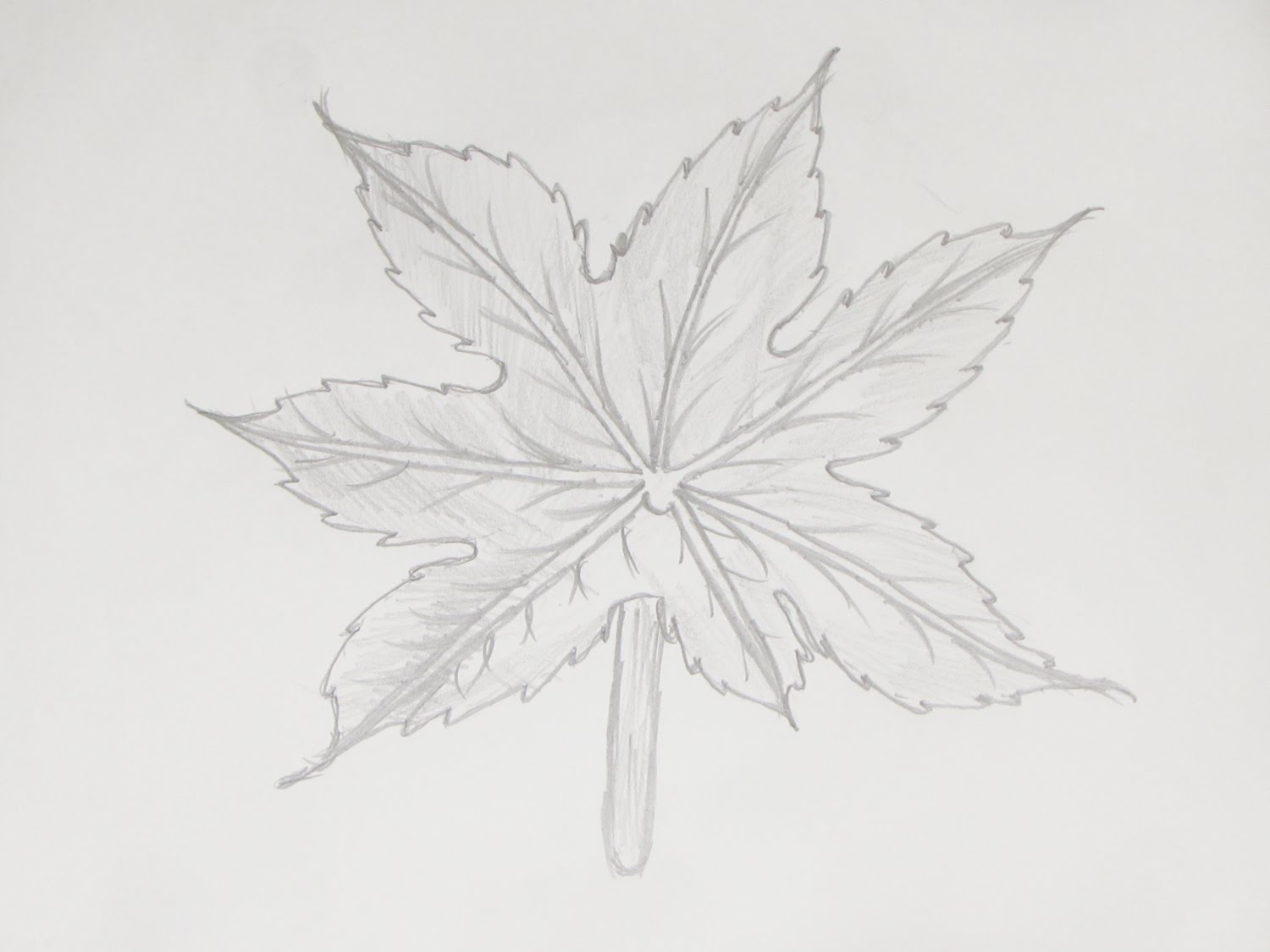 1500x1125 How To Draw Or Sketch Maple Tree Leaf - Tree Leaves Sketch