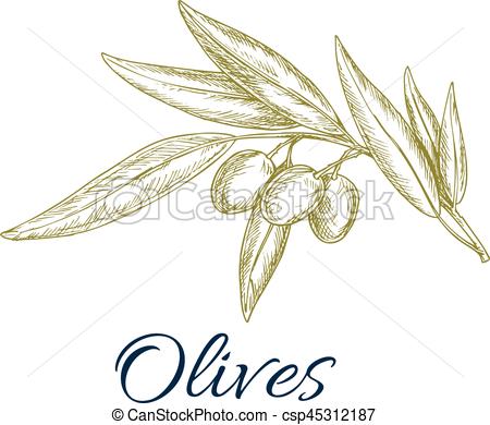 450x390 Olive Branch With Fruit And Leaves Sketch. Olive Branch Sketch - Tree Leaves Sketch