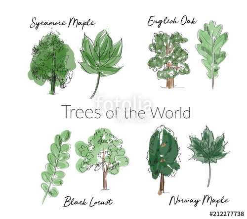 500x443 Watercolor Trees And Leaves Collection. Hand Drawn Forest Tree And - Tree Leaves Sketch