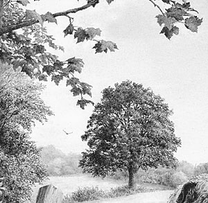 300x293 Drawing Trees ~ Drawing Tips, Hints And Techniques - Tree Leaves Sketch