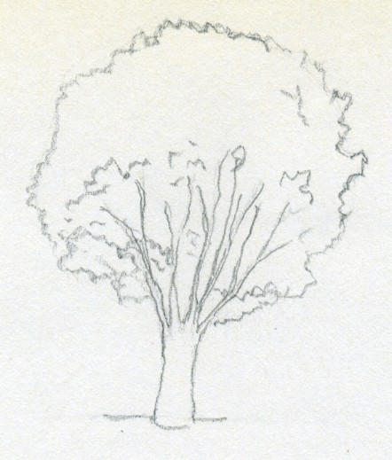 442x519 Draw A Tree Simply And Easily - Tree Leaves Sketch
