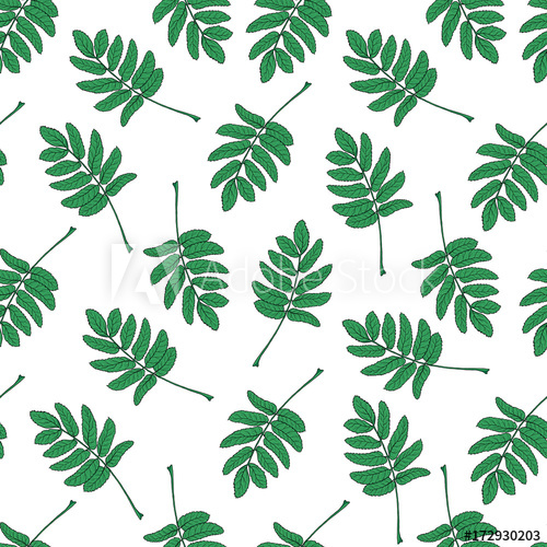 500x500 Hand Drawn Seamless Pattern With Green Rowan, Ash Tree Leaves - Tree Leaves Sketch
