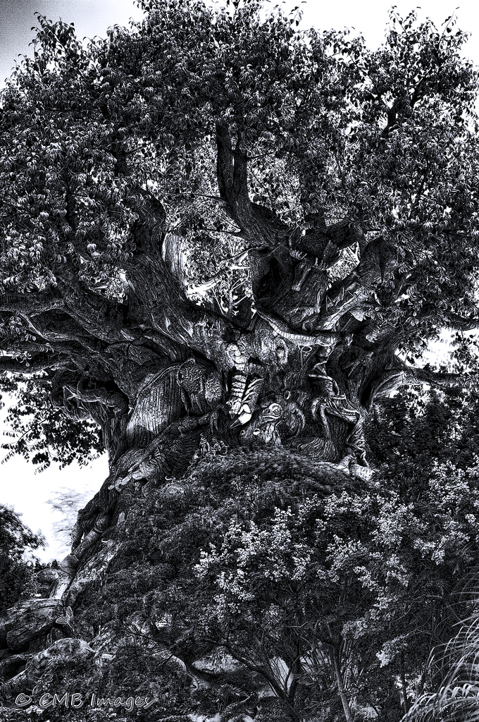 680x1024 Tree Of Life Sketch - Tree Of Life Sketch