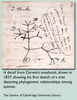 245x319 What Is The Tree Of Life Tree Of Life Exhibits Yale Peabody - Tree Of Life Sketch