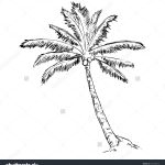 150x150 Monumental Palm Tree Outline Drawing Vector Single Sketch Stock - Tree Outline Sketch