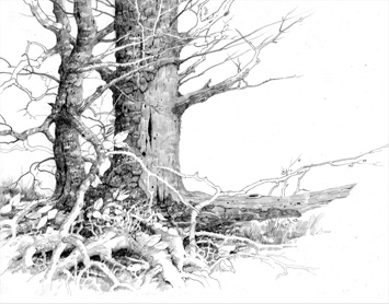 355x278 Tree Outline Drawing From Artist Phil Metzger - Tree Outline Sketch