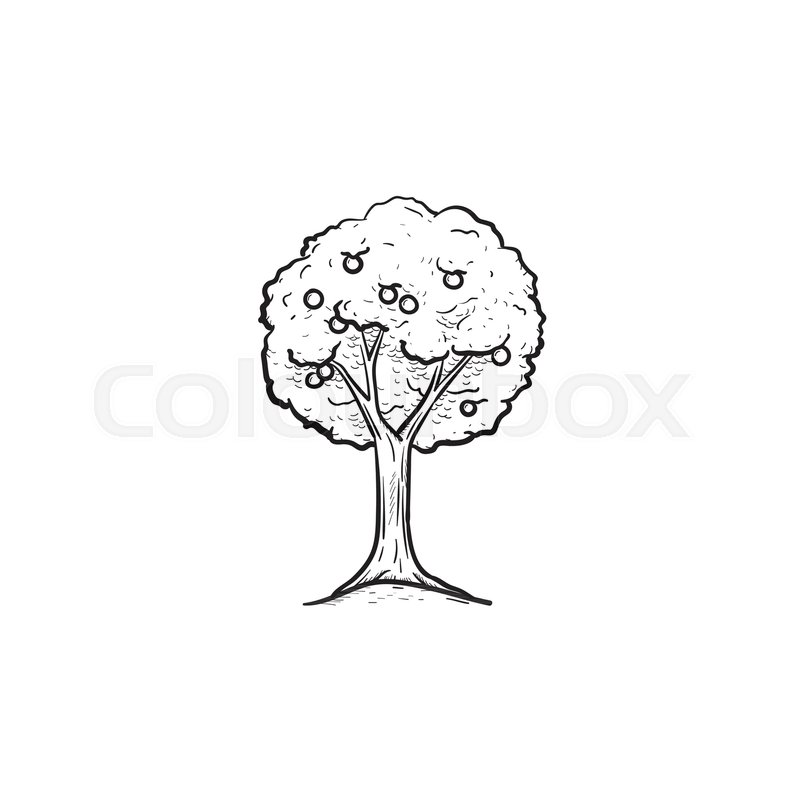 800x800 Vector Hand Drawn Fruit Tree Outline Doodle Icon. Fruit Tree - Tree Outline Sketch