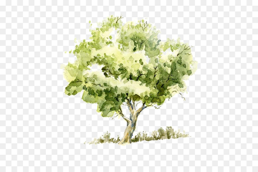 900x600 Drawing Watercolor Painting Tree Pencil Sketch - Tree Pencil Sketch