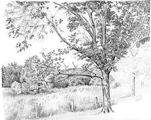 300x239 How To Draw Trees (Part 1) By Diane Wright - Tree Pencil Sketch