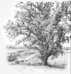 243x251 How To Draw Trees With Pencil - Tree Pencil Sketch