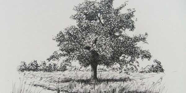 600x300 Pencil Drawings Pencil Drawings Of Trees - Tree Pencil Sketch