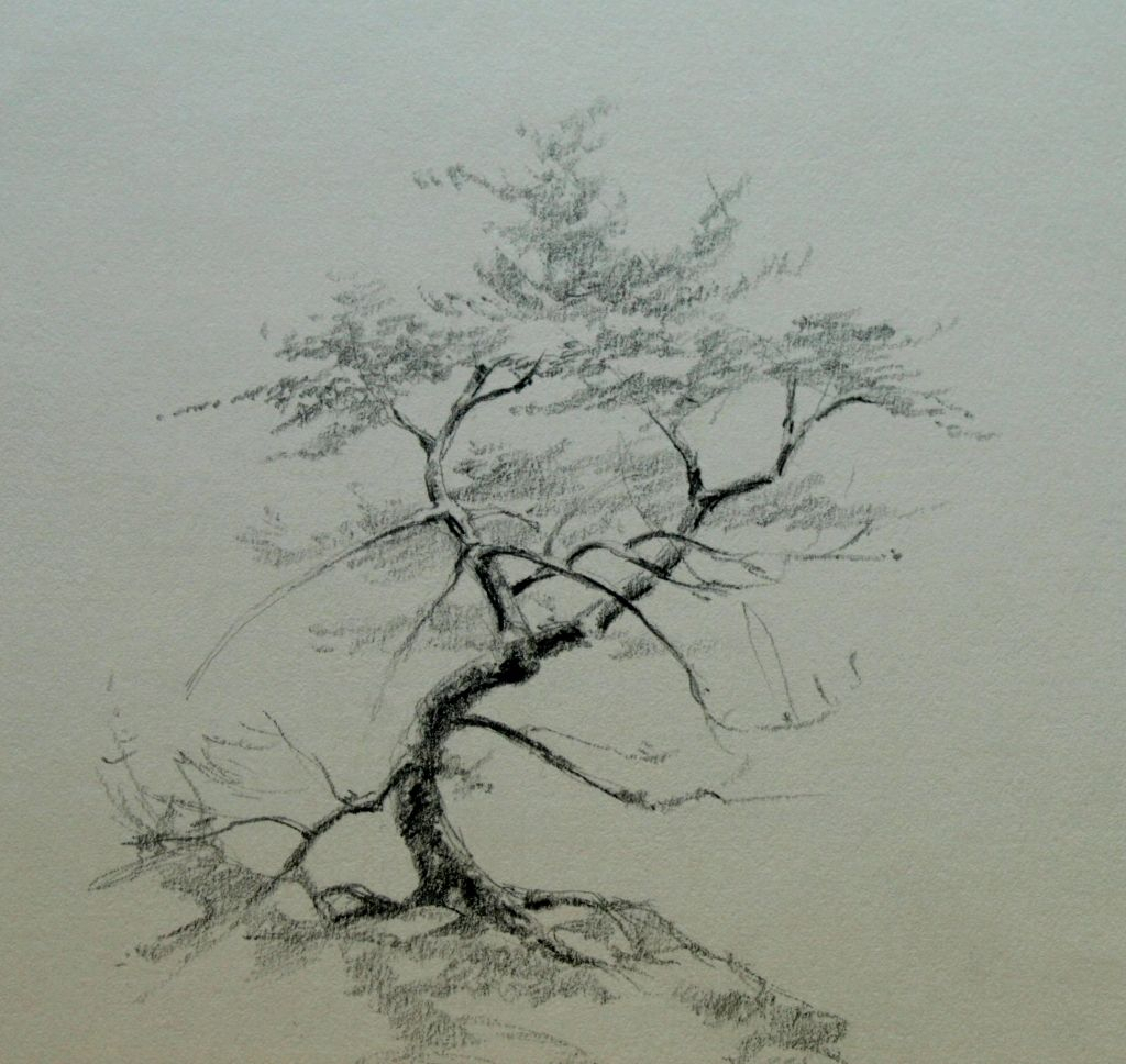 Tree Pencil Sketch at PaintingValley.com | Explore collection of Tree ...