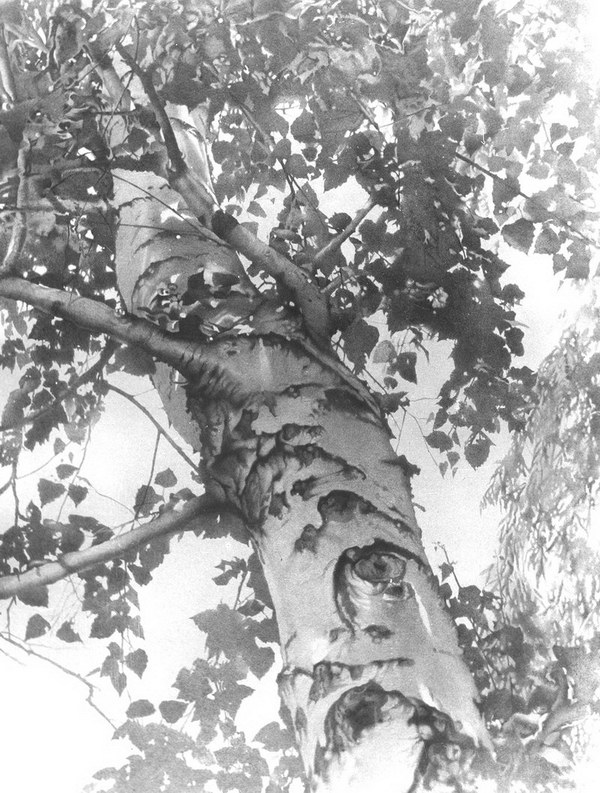 600x793 50 Amazing Pencil Drawings - Tree Pencil Sketch