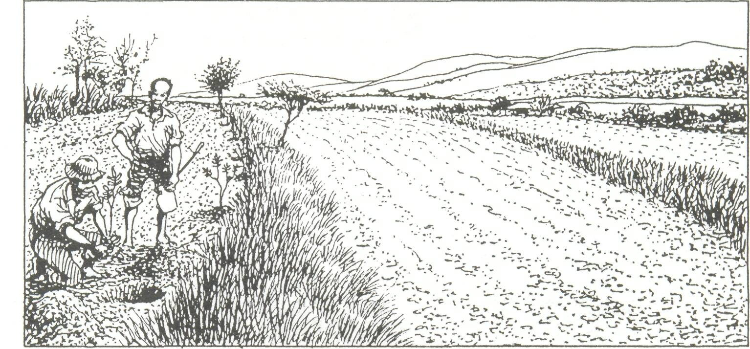 Tree Planting Sketch at PaintingValley.com | Explore collection of Tree