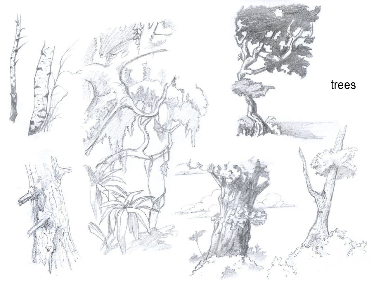 1280x973 Pin By Nilesh Muley On Trees Paint Tree Planting - Tree Planting Sketch