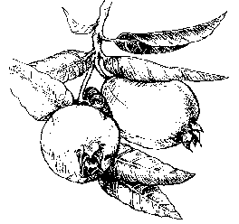 264x248 Tropical Guava Fruit Facts - Tree Planting Sketch
