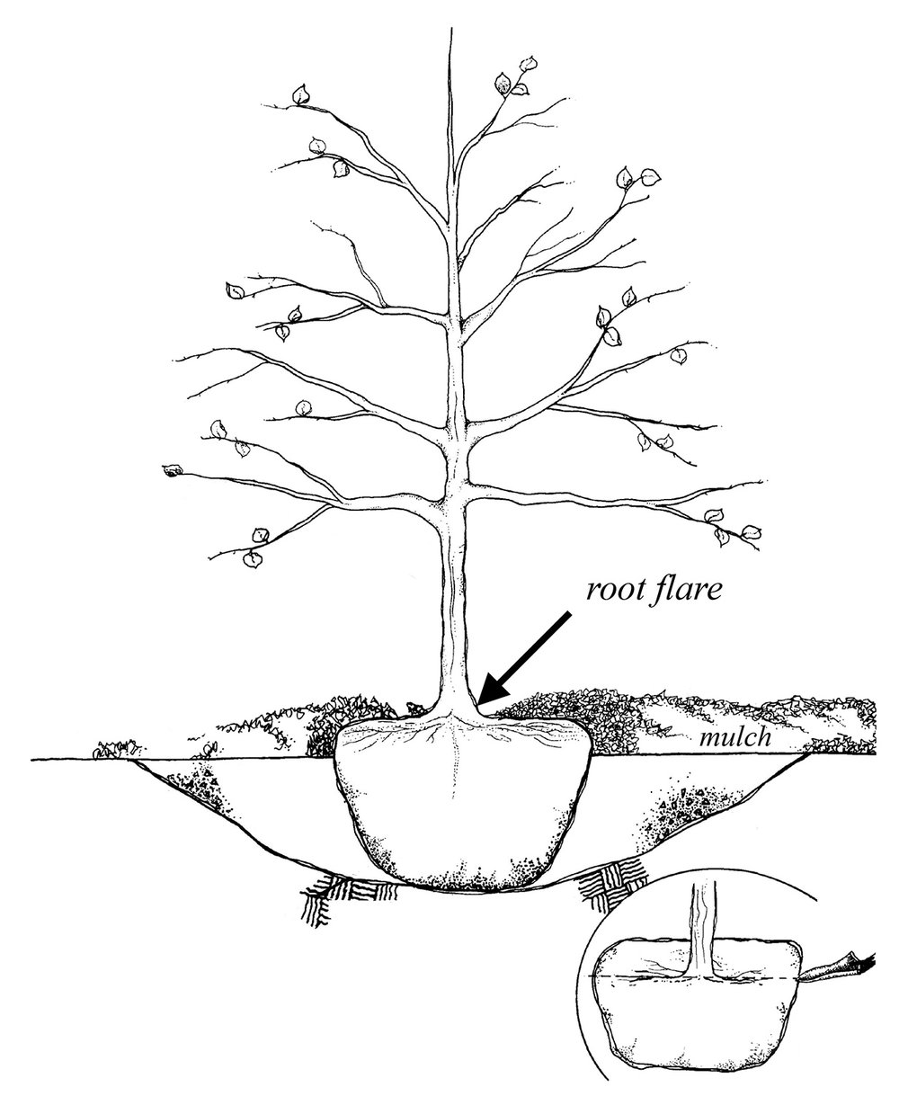 Tree Planting Sketch at PaintingValley.com | Explore collection of Tree ...