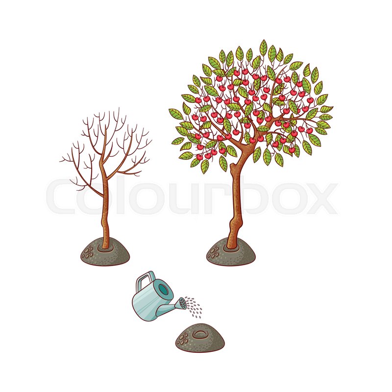 800x800 Tree Planting Stages, Symbols Set. Green Apple Tree With Fruits - Tree Planting Sketch