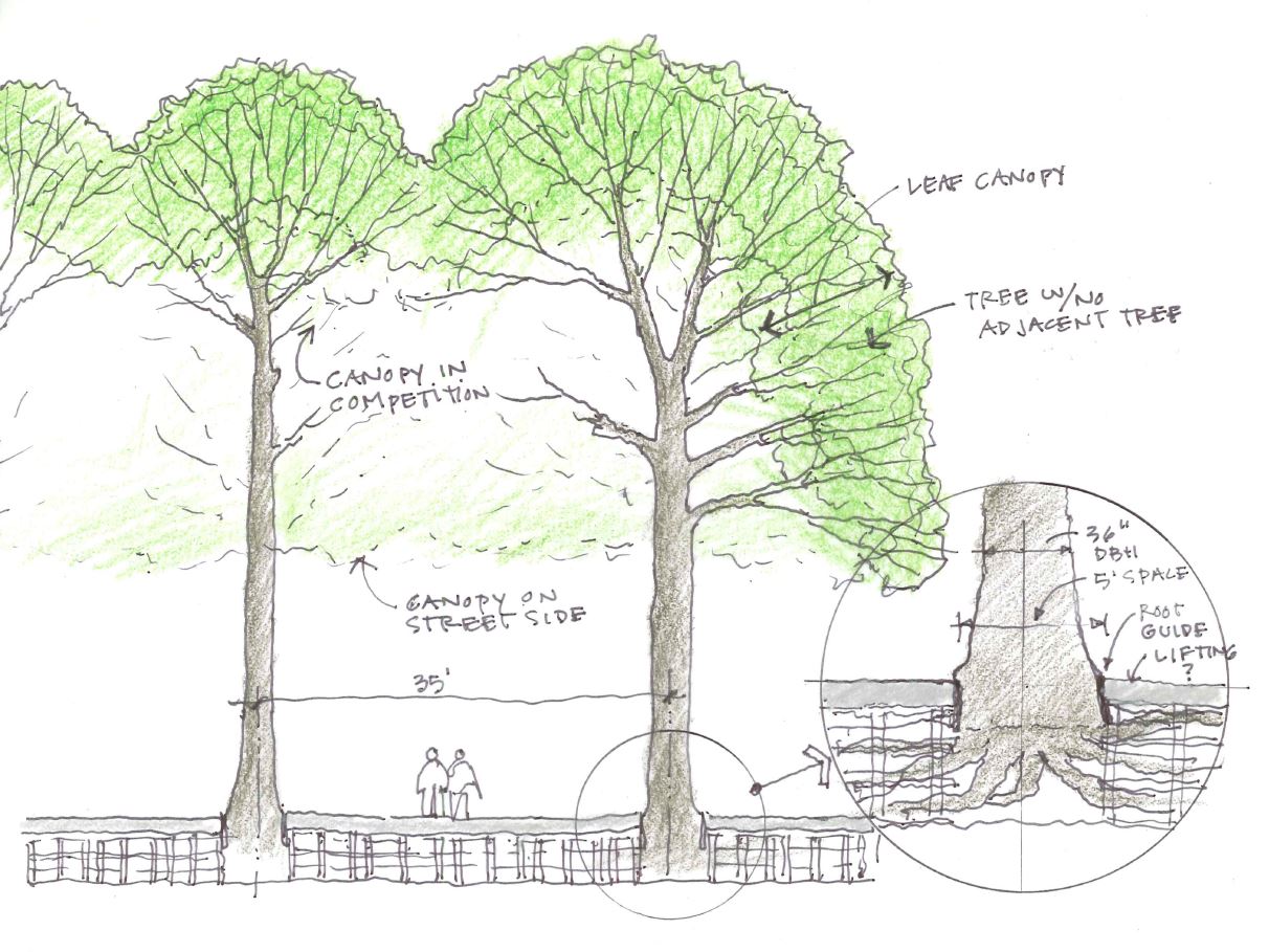 1212x909 Why Trees May Fail To Establish Or Thrive (And What To Do About It - Tree Planting Sketch