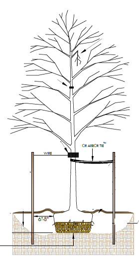 279x514 City Of Bethlehem Bureau Of Urban Forestry - Tree Planting Sketch