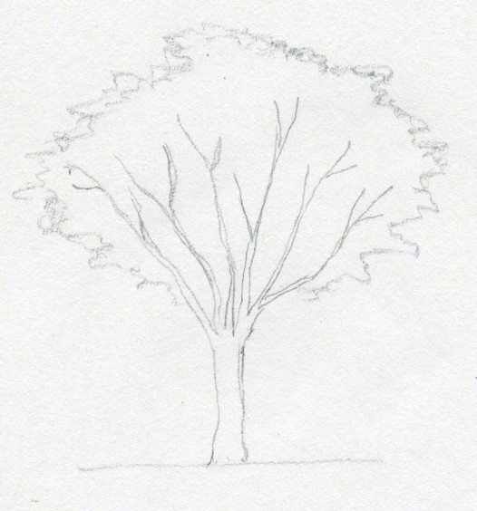 526x564 Draw A Tree Simply And Easily - Tree Planting Sketch