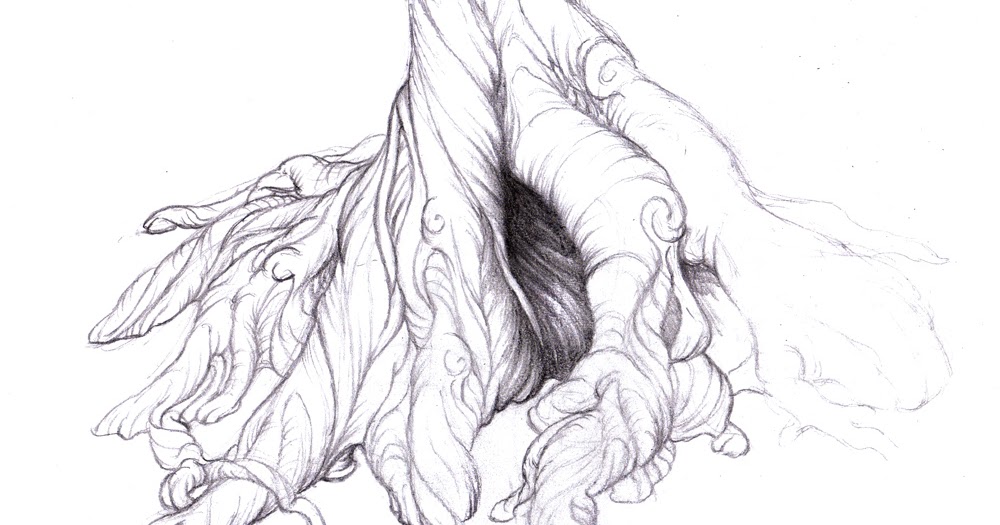 1000x525 Magellin . Blog Tree Roots Sketch - Tree Roots Sketch