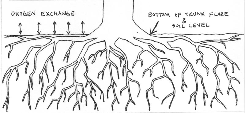 800x370 Planting Depth Give Your Tree The Flare It Needs! - Tree Roots Sketch