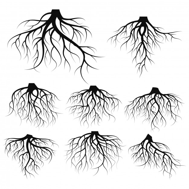 Tree Roots Sketch at PaintingValley.com | Explore collection of Tree ...