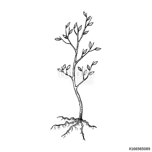 500x500 Seedling Tree With Roots, Sketch Illustration. Vector Stock Image - Tree Roots Sketch