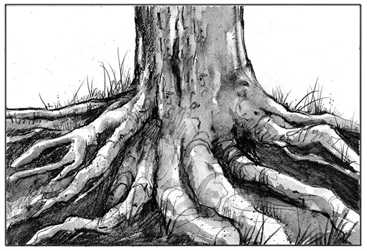 732x500 The Dirt On Roots The Outside Story - Tree Roots Sketch