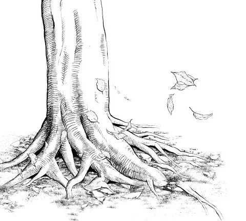480x432 Trunk, Branch, Root 10 Types Brushes Set Manga Materials - Tree Roots Sketch