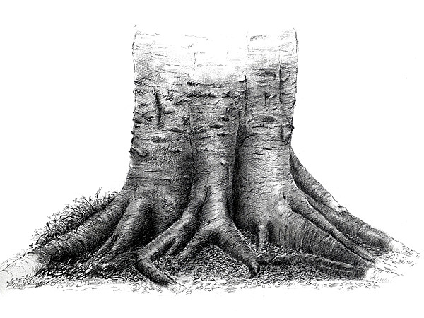 600x450 Beech Tree Roots Sketch Canvas Print By David Worthington - Tree Roots Sketch