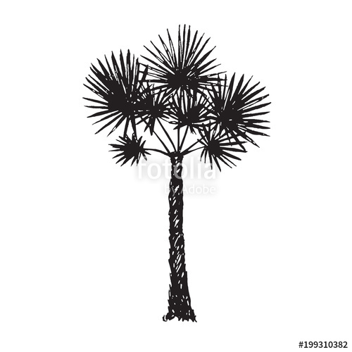500x500 Fan Palm (Arecaceae) Tree Silhouette, Hand Drawn Doodle, Sketch In - Tree Silhouette Sketch