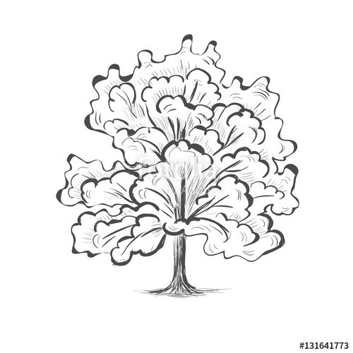 500x500 Oak Tree Sketch Tree Silhouette Illustration Picture Vector Stock - Tree Silhouette Sketch